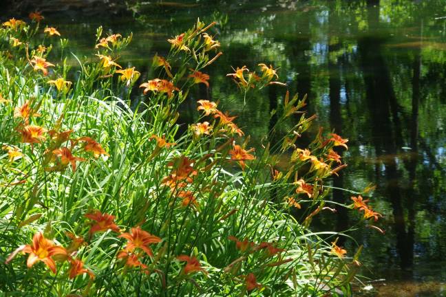 Tiger lilies surrounding the pond.
