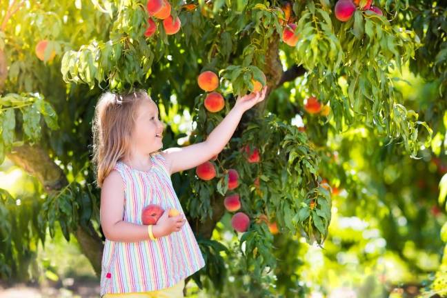 Dreaming of summer peaches? Some gardening tips for growing a peach tree Dreaming of summer peaches? Some gardening tips for growing a peach tree