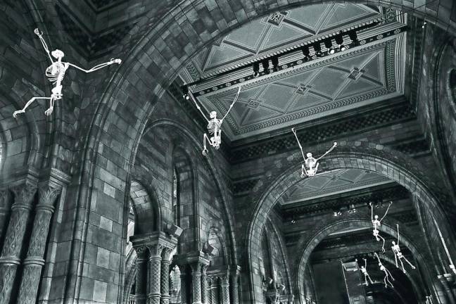 Chimpanzees Skeletons Display, London Museum of Natural History, England. Photo by Thierry Gourjon