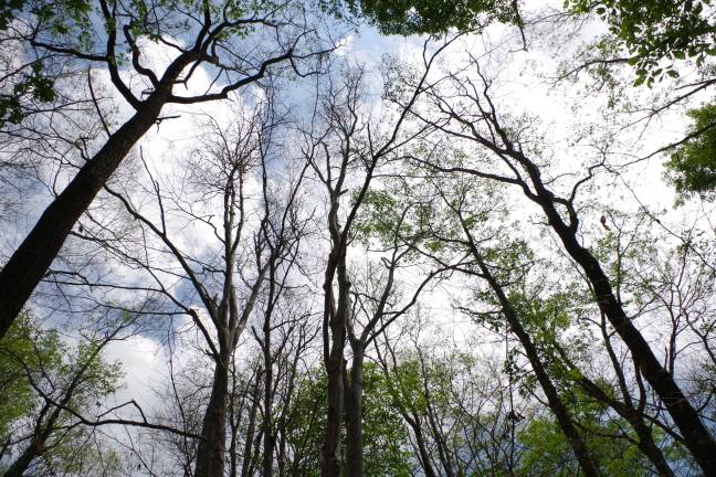 NJ Sierra Club concerned Highlands area is 'under attack' Photo by Chris Wyman Wawayanda State Park