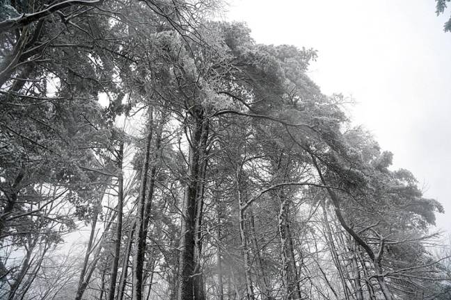 Tree branches begin to crush under the weight of ice and snow.