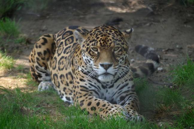 This jaguar was photographed through two sets of steel fences at Space Farms Zoo.