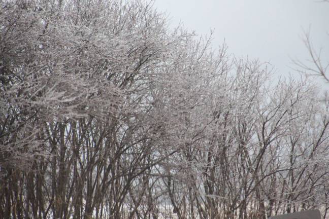 Ice covers trees in Wantage on Sunday.