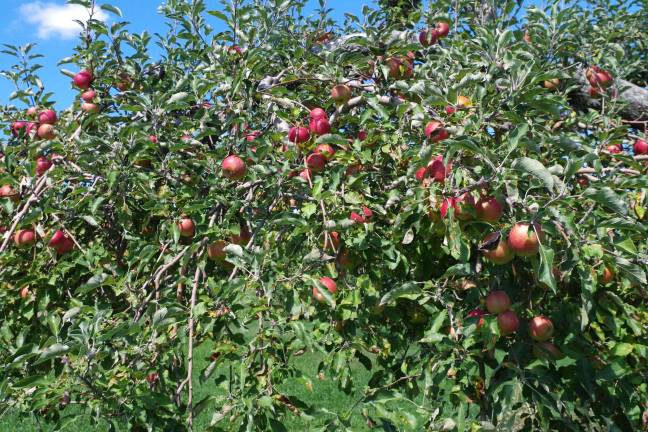 Pochuck Valley Farms an autumnal experience Jonathan Macs are miniature apples that children especially enjoy.