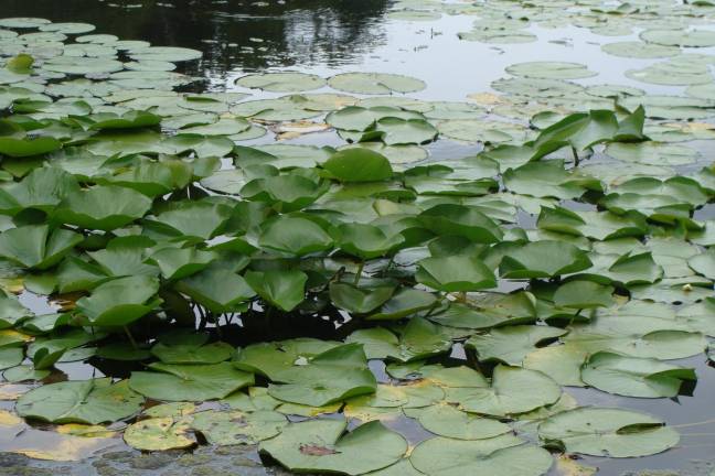 The end of the Main Lake in Highland Lakes is full of lily pads and large chubby bullfrogs.