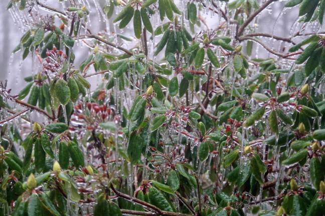 A rhododendron is shown with its leaves and buds coated with ice sickles.