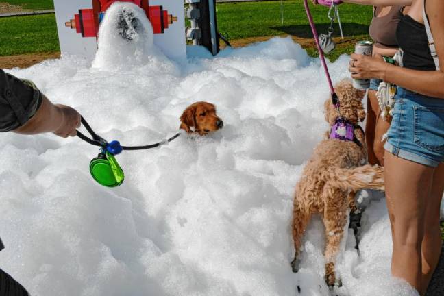 Photos: Pupstock Festival 2024 <b>A dog is surrounded by foam at the Puppy Foam Party.</b>