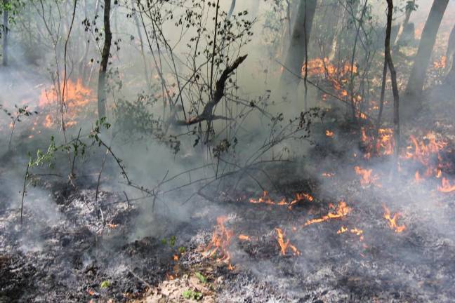 Lighting a fire under science students The prescribed burn under way. (Photo courtesy of High Point Regional High School)