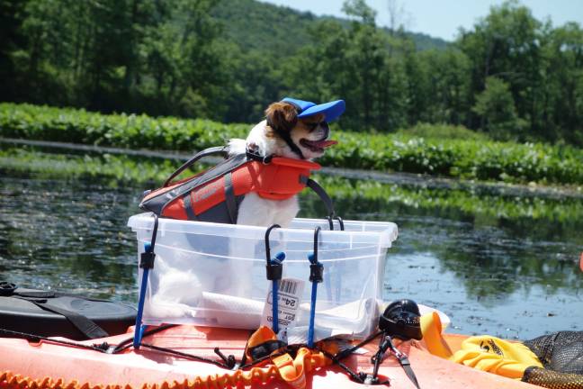 Read the river before you launch You can get a life jacket for a dog of any size, as my dog, Henry, pictured above, can attest. He's only nine pounds, but he has a life jacket with a perfect fit. (Photo by Pamela Chergotis)