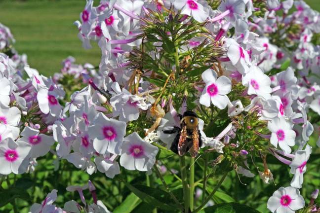 Flowers attract a bee.