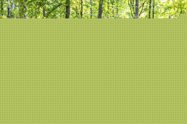 TreEscape Aerial Adventure Park opens <b>TreEscape Aerial Adventure Park in Vernon offers a range of obstacles, rope walks and zip lines. (Photos provided)</b>