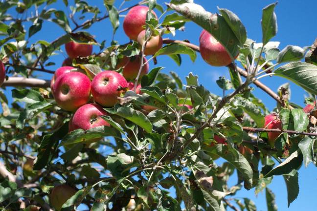 Pochuck Valley Farms an autumnal experience Jonathan Macs are miniature apples that children especially enjoy.