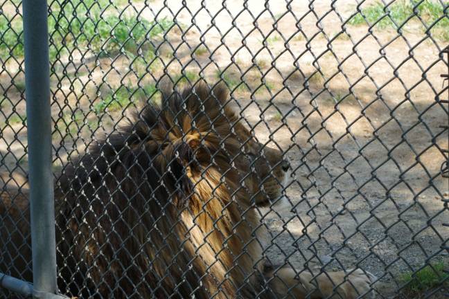 One of two lions rests in the shade at Space Farms Zoo.