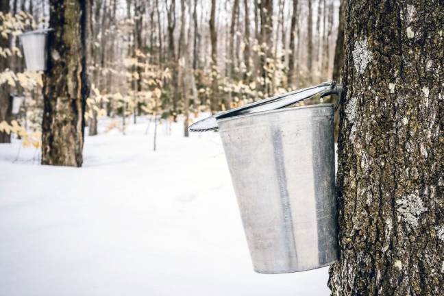 From tree to table: See how maple syrup is made From tree to table: See how maple syrup is made