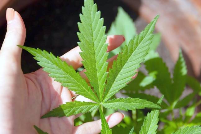 Vernon approves limit on cannabis cultivators