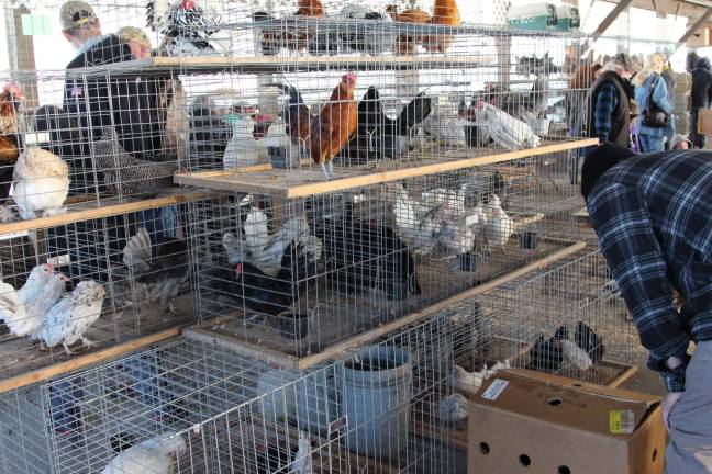 Poultry Fanciers Association holds fall show Sale cages with an assortment of every kind and variety to get you started in showing in the poultry show.