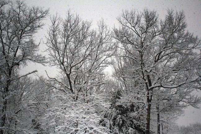 Trees coated with snow during nor'easter number two (Photo by Pamela Chergotis)