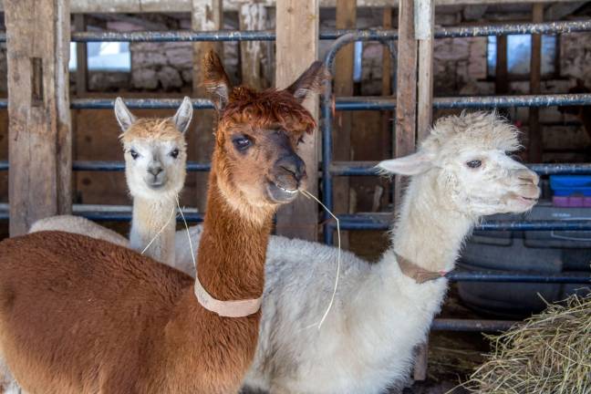 Awesome Alpaca Adventurers raise money for upcoming trip Awesome Alpaca Adventurers raise money for upcoming trip