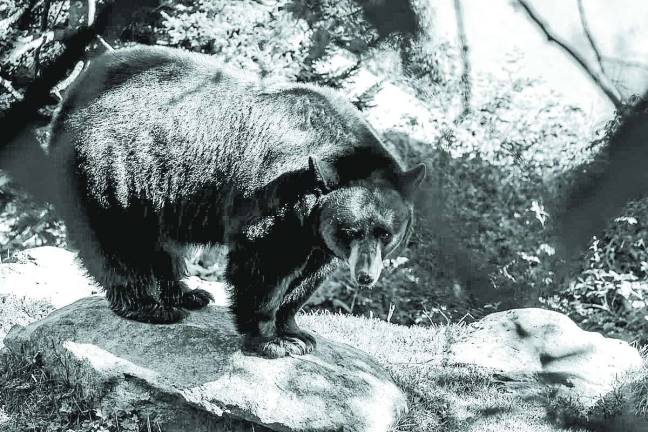 Annual bear hunt gets under way in northern New Jersey Annual bear hunt gets under way in northern New Jersey