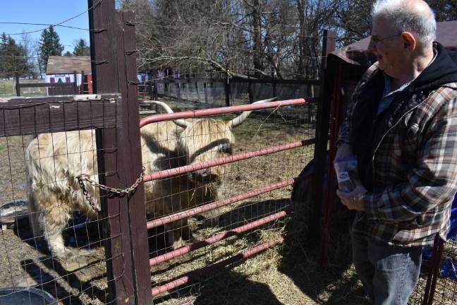 Sanctuary sues local SPCA for return of 45 seized animals A volunteer feeds Blondie the Highland cow at Noah’s Park on a recent Sunday. Blondie was nearly seized in 2022 along with 45 other animals for alleged neglect, when the sanctuary owners’ lawyer showed up and intervened.