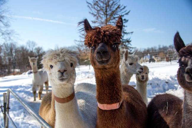 Awesome Alpaca Adventurers raise money for upcoming trip Awesome Alpaca Adventurers raise money for upcoming trip