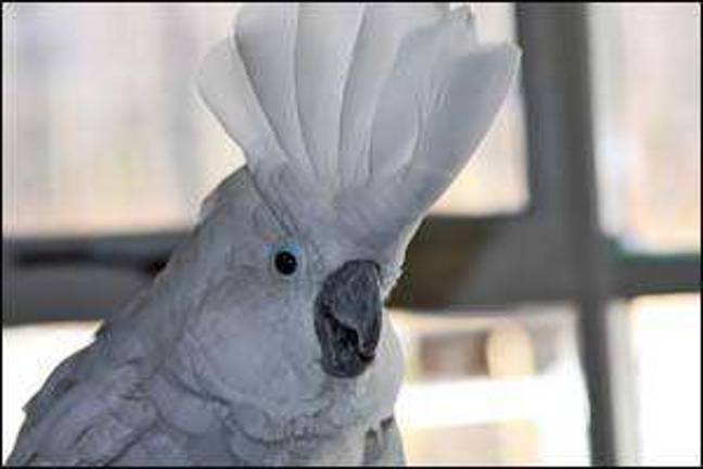 Family calls a rescued bird their hero Family calls a rescued bird their hero