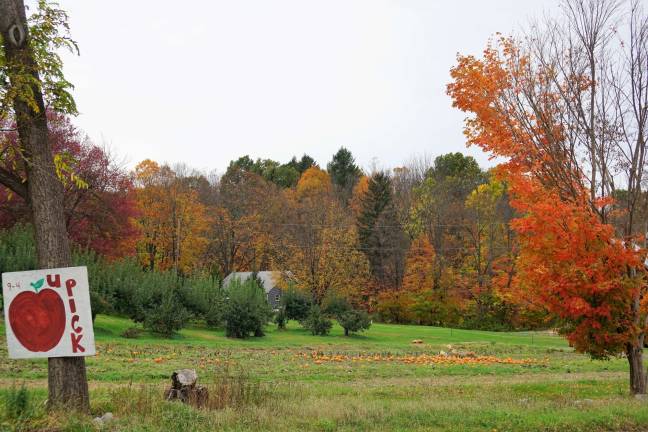 Readers who identified themselves as Pam Perler and Burt Christie knew last week's photo was of the lower pumpkin patch at Pochuck Valley Farms.