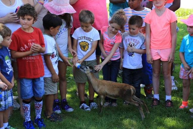 Pass the bottle and feed the baby deer while forming a human corral at Junior Zookeepers Day.