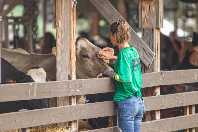 Hold your horses: There are hundreds of animals to see at the fair