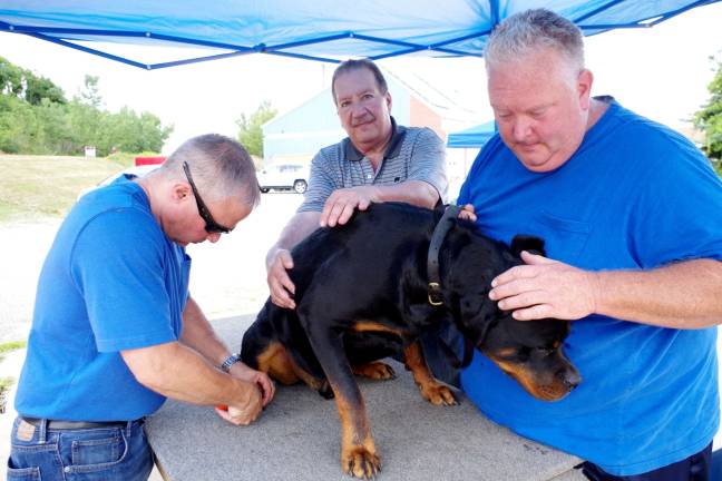 Kaiser, a two-year-old Rottweiler gets his nails clipped by Dr. Michael Ramieri as Bill Lang steadies the dog&#xfe;&#xc4;&#xf4;s rear end and his owner Mike Maloney of Glenwood holds the dog&#xfe;&#xc4;&#xf4;s head.