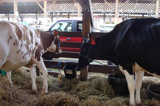 Cows in the spotlight at fair