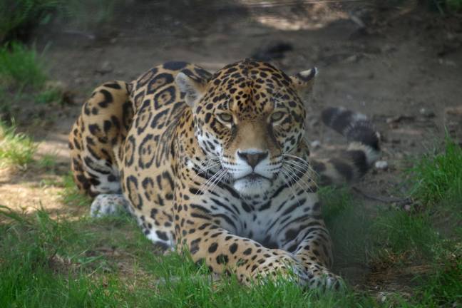 This jaguar was photographed through two sets of steel fences at Space Farms Zoo.