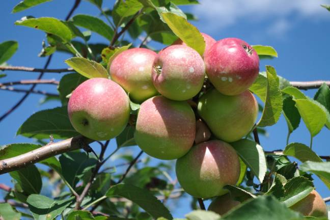 These Rome Beauty apples are but one of many varieties of apples available for picking in the orchards of Pochuck Valley Farms in the Glenwood section of Vernon. The Rome Beauty variety is ideal for baking and making cookies.