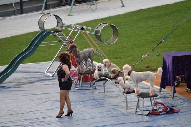 Photos by Josh Wilkerson A group of Poodles get into the act.