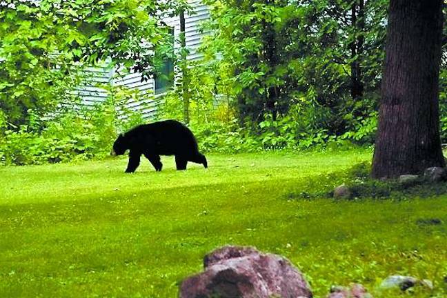 DEP searches for answers in bear attack Photo by Chris Wyman This bear was seen last year in Wawayanda State Park.