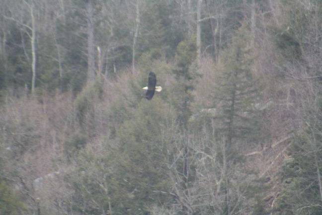 Bald Eagle watching in Pike County Photos by Kyle O'Connell A bald eagle flying sideways.