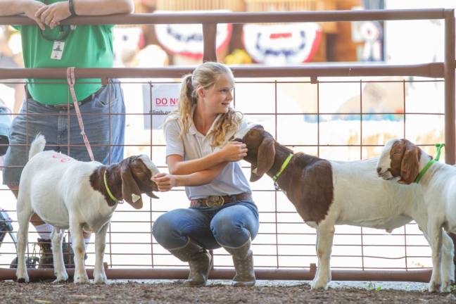 Hold your horses: There are hundreds of animals to see at the fair