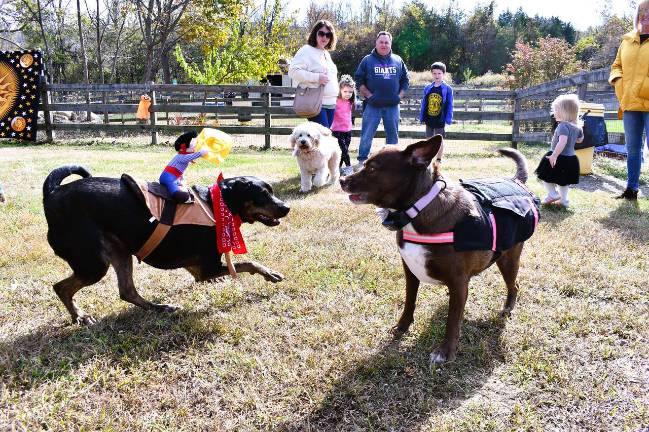 Vernon Dog Park hosts contest, parade <b>Two dogs play at the Vernon Township Dog Park.</b>