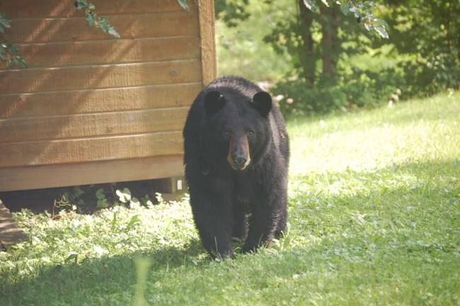 A bear is shown near 2nd Thoughts Furniture and Gift Shoppe on Route 515 in Vernon on Thursday, June 18.