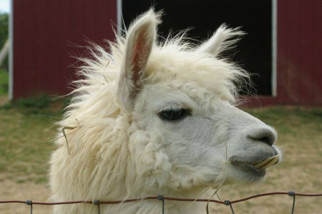 With one major under bite, this is but one of several alpacas at Heaven Hill Farm.