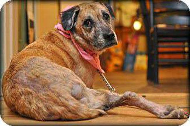 Furry friends up for adoption Hope.