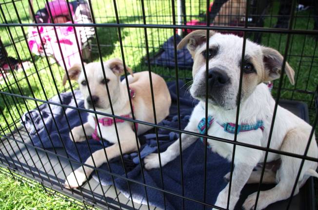 At right is Bandit who is pleading, &quot;Please give me a forever home.&quot; Sharing her crate is her sister, Feena, who was adopted last Saturday, but Bandit is still very much in need of her forever home.