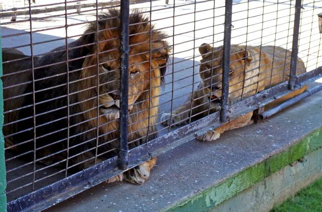 A male and female lion wait patiently for their lunch.