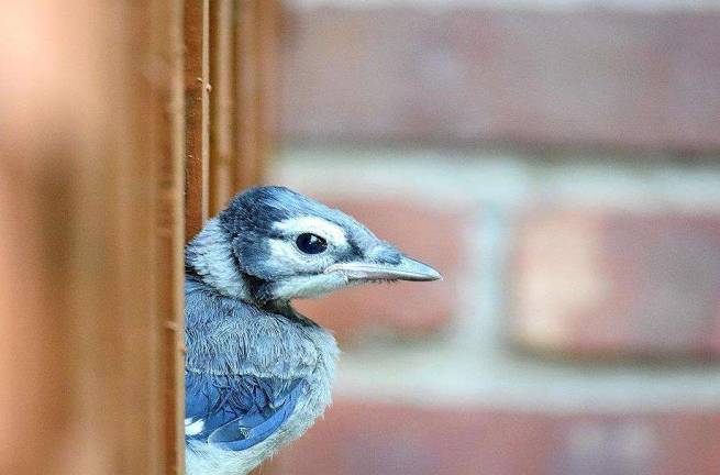 This Blue Jay fell out of a nest and staggered to safety under the porch of a Vernon resident. This picture shows the bird looking out.