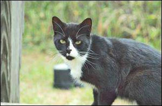 Rabid Kitten Raises Concerns About Feral Cat Colonies