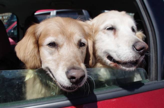 Golden Retrievers Haley, 12, and Savannah, 13 1/2, patiently wait for their turn to enter the off-leash dog park. Their owner is DOGS volunteer Barbara Green.