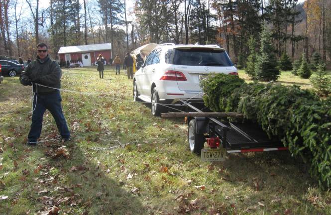 A 19-foot balsam is loaded for its ride home.The Stehli Farm is open every weekend until Christmas.