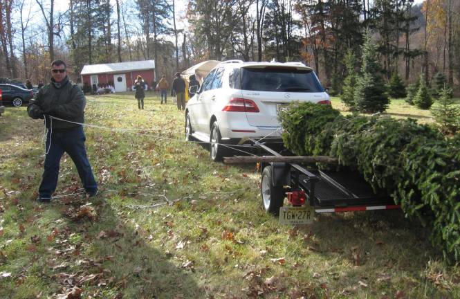 A family tradition A 19-foot balsam is loaded for its ride home.The Stehli Farm is open every weekend until Christmas.