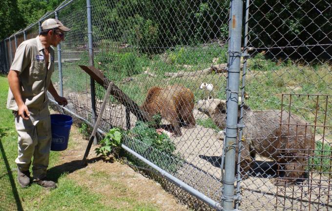 One of two bears seems to be thanking zookeeper Hunter Space for their lunch.