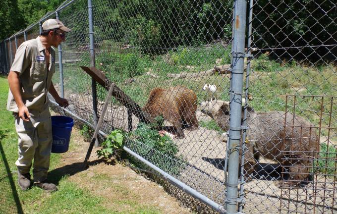 Space Farms hosts Junior Zookeeper Day One of two bears seems to be thanking zookeeper Hunter Space for their lunch.